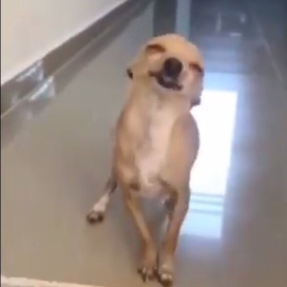 Meet your Posher, Mina